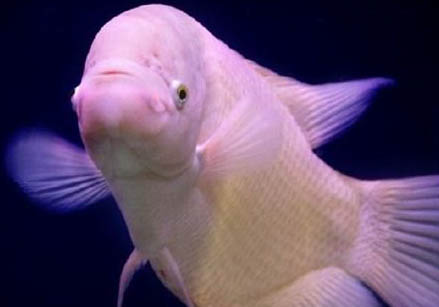 招財魚水溫度多少最佳