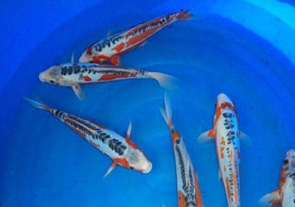 魚缸養(yǎng)錦鯉怎樣才能養(yǎng)好