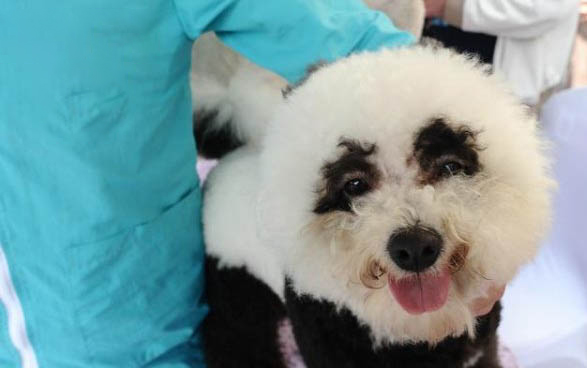 如何制止比熊犬的吠叫