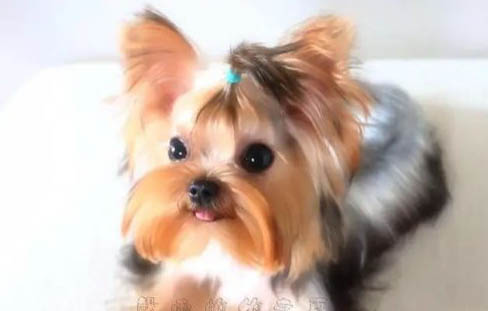 狗狗胰腺炎怎么辦？