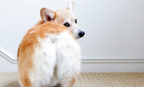 柯基犬好不好養(yǎng)