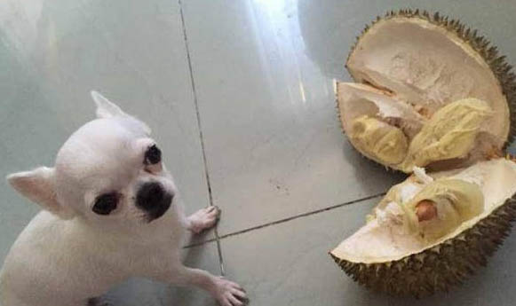 狗狗絳蟲病有哪些癥狀