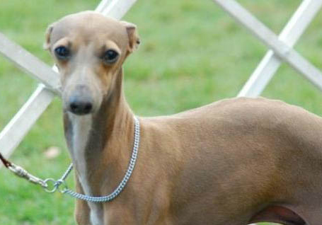 靈緹犬幼犬多少錢一只