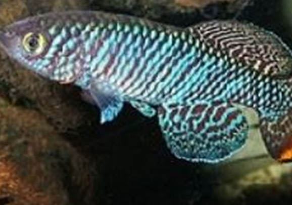 夏天金魚怎么養才不會死