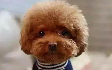 哪種狗比較好養(yǎng)