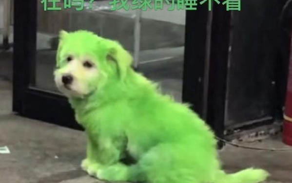 小狗為什么要剪胎毛