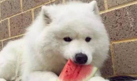 狗狗膽囊炎癥狀有哪些