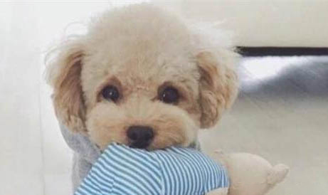 狗狗拉了一灘血水很臭是怎么了
