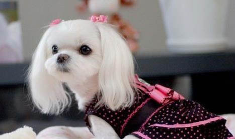 馬爾濟斯犬和約克夏區別