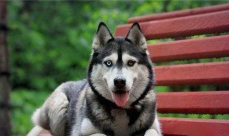 哈士奇可以吃水果嗎