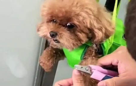 泰迪狗多久洗一次澡比較好?