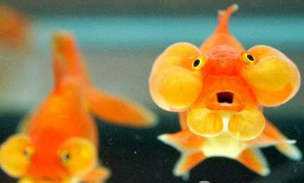 小金魚幾天不喂會餓死