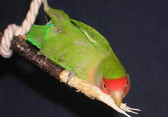 手養玄鳳鸚鵡多大斷奶