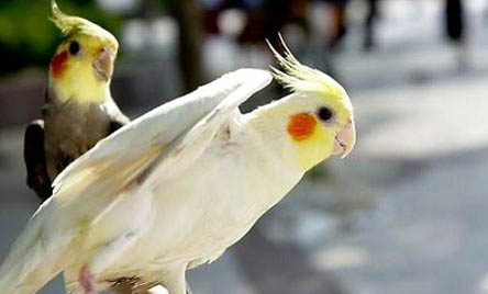 鸚鵡開心的表現有哪些