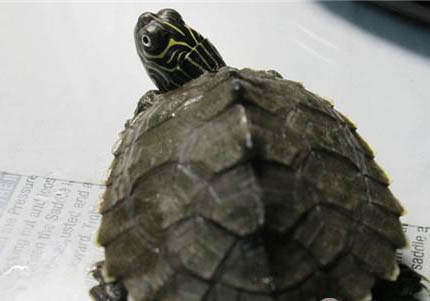 地圖魚和什么魚混養最好