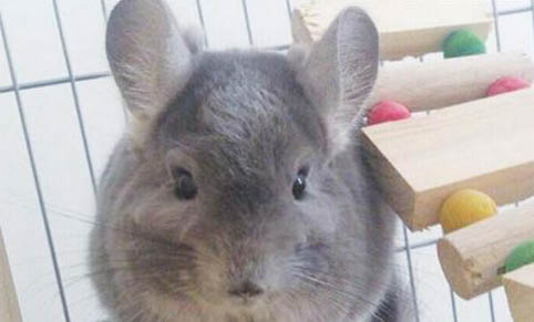 龍貓可以帶出去玩嗎