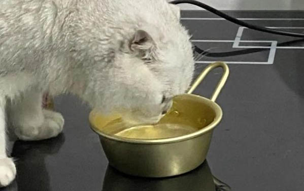 寄養貓咪一定會恨主人嗎
