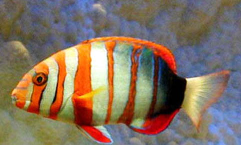 如何喂養小斑馬魚