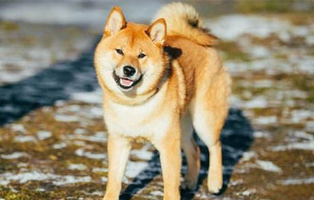 柴犬好不好養呢？