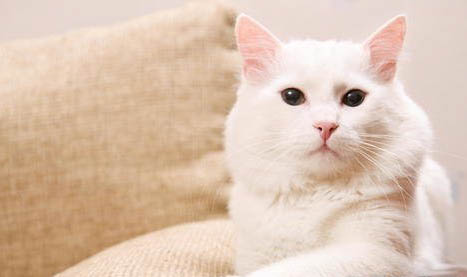 安哥拉草泥兔哪里有賣的