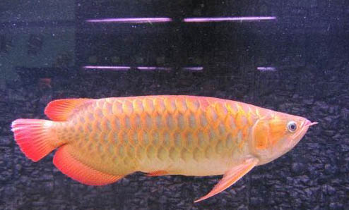 龍魚白缸和黑缸區別