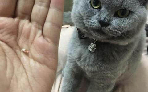 貓咪需要打幾次疫苗?