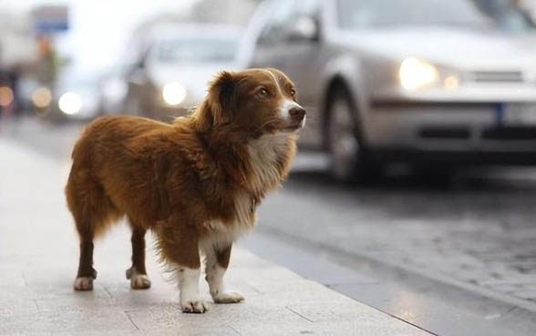 狗狗鼻子冷是什么原因？如何處理以及注意事項？