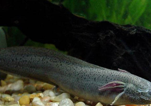 釣魚如何選魚竿