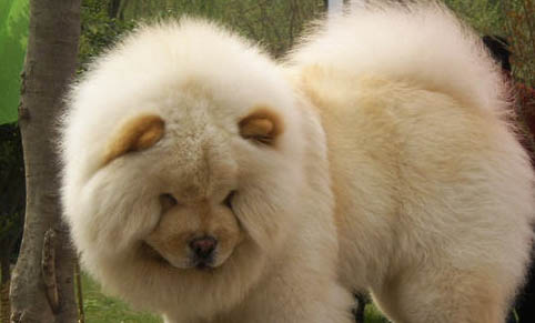 如何糾正狗狗愛(ài)撲人