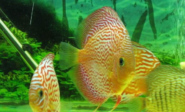 魚缸缺氧小妙招？