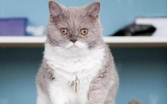 寵物店貓砂大概多少錢一袋