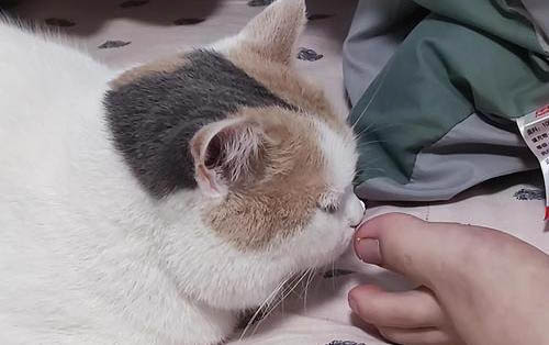 貓咪到底能不能吃鹽?