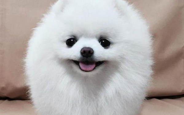 狗狗為什么一直咬自己的腿呢