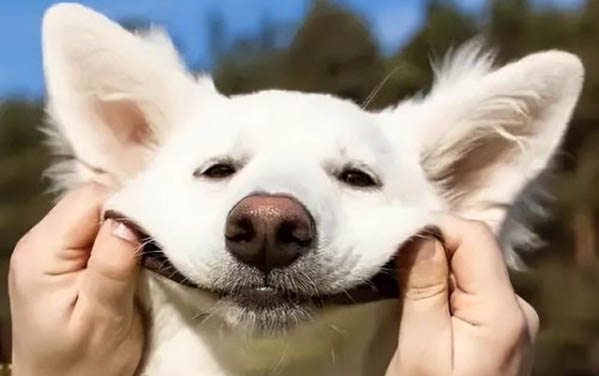 狗狗耳螨是如何引起的
