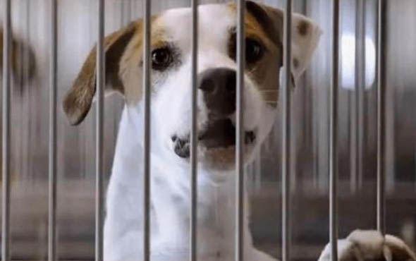 狗狗種類有哪些