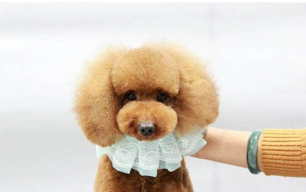 犬瘟的治療方法是什么