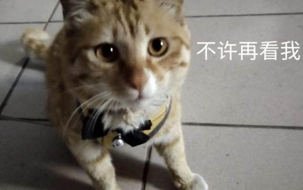 貓咪黑下巴可以抹紅霉素軟膏嗎