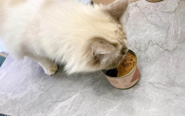 小貓傳腹有什么癥狀