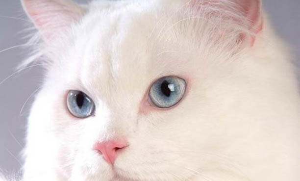 貓吐毛球吐不出來怎么辦