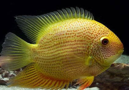 九間菠蘿魚多大能繁殖？