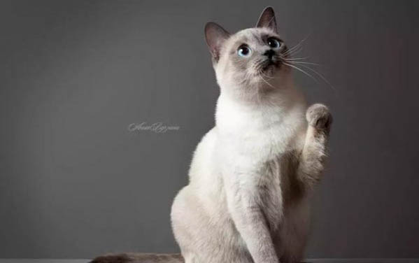 暹羅掉毛嚴重嗎