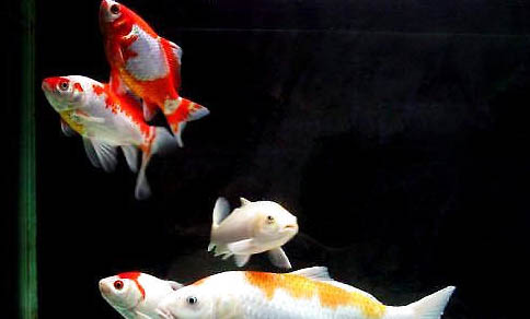 錦鯉魚鱗變黑是什么原因該怎么治療