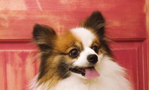 蝴蝶犬產(chǎn)后十天可以洗澡嗎