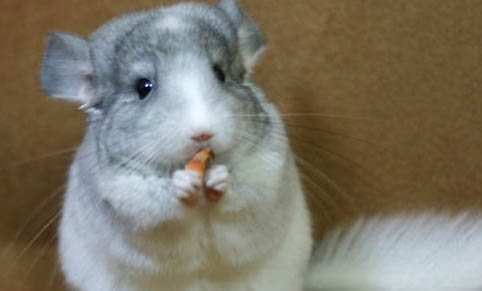 龙猫中暑死前的症状