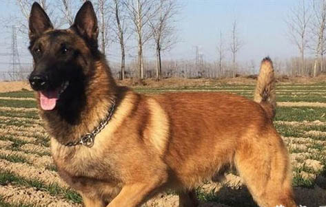 荷蘭牧羊犬和馬犬哪個好