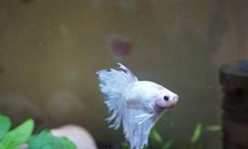 雙色草莓魚好養嗎