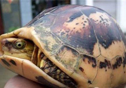 閉殼龜有哪些品種?