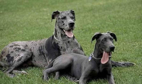 大丹犬哪里有賣