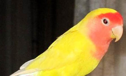 迷你鸚鵡繁殖后小魚可以多久單獨飼養