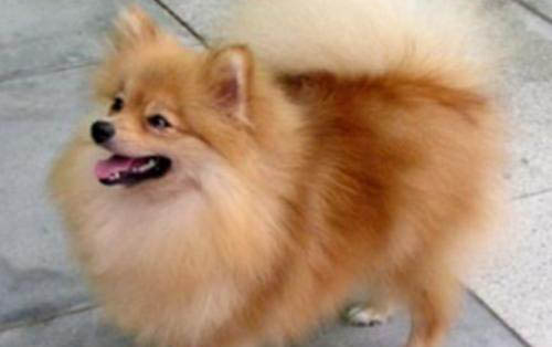 狗狗怎么訓練定點大小便?